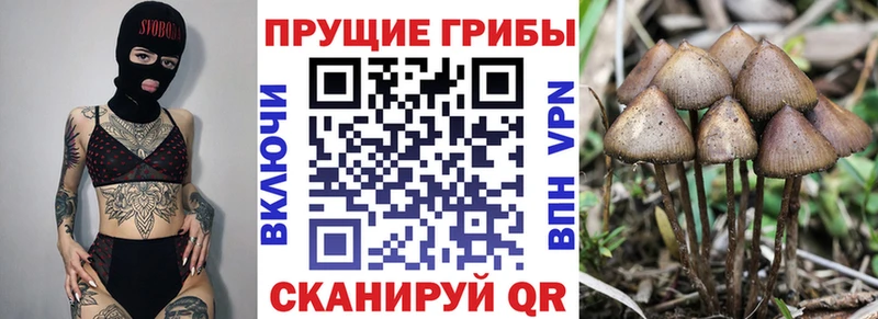 Псилоцибиновые грибы Cubensis  Покровск 